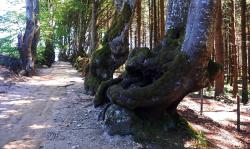 L'allée des hêtres tortueux