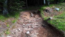 Racines sur le chemin de Jean-Jacques