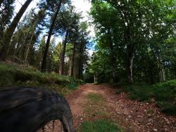 Piste en sous-bois