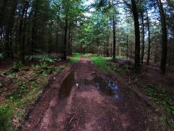 Piste en sous-bois