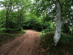 Piste en sous-bois sur le GR 3A