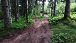 Piste en sous-bois