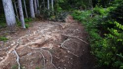 Piste pleine de racines avant zone humide