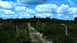 Chemin entre bruyère et genêts