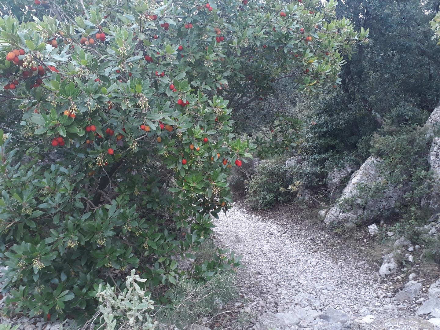 80% de purs singles dans la Gardiole