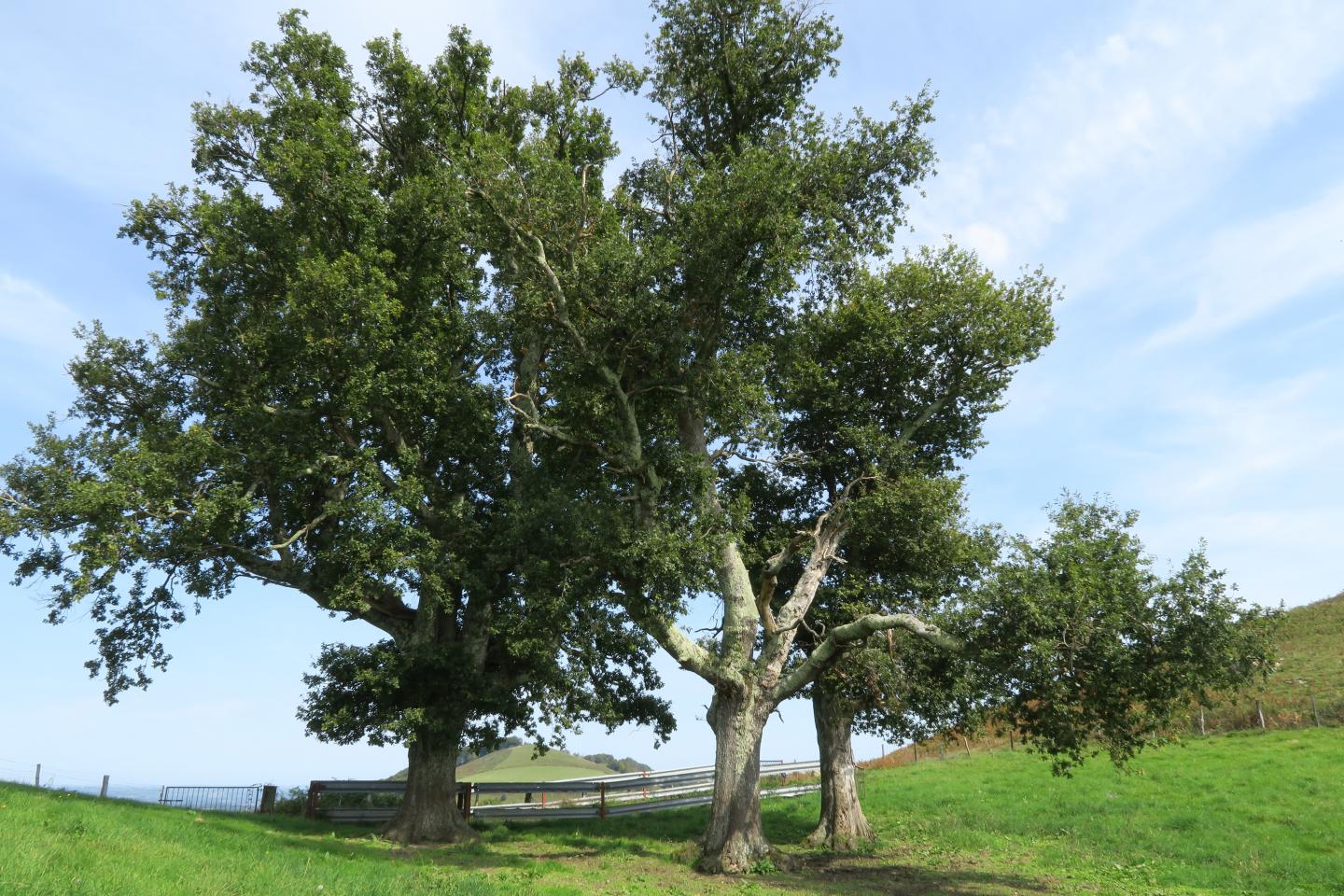 Piémont de Barétous