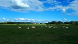 Les Brenons, charolaises
