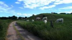Les Brenons, charolaises