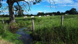 Les Brenons, charolaises