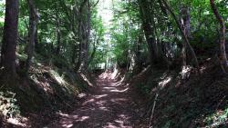 Descente en sous-bois