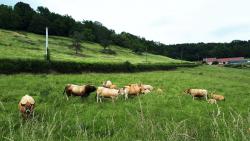 Belles vaches