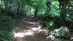 Chemin dans le Bois des Prêtres