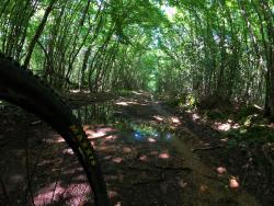 Chemin en sous-bois