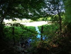 Ruisseau en Forêt des Charmays