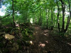 Chemin en sous-bois