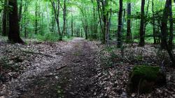 Chemin en sous-bois