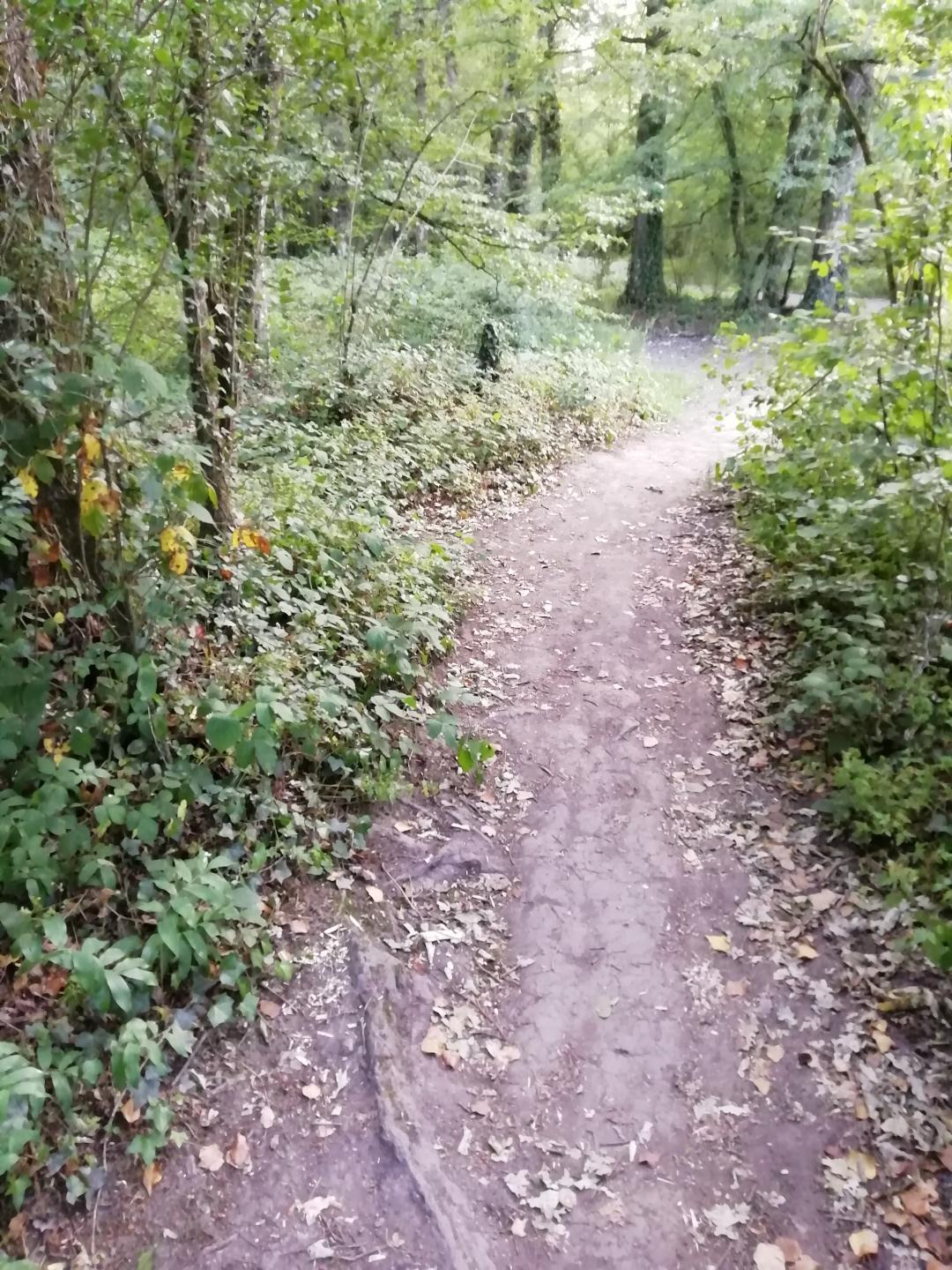 Pacé - Sentiers, chemins, forêt, plaisir