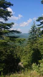 Forêt de Bonnefoy
