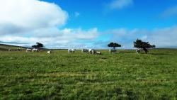 Troupeau de vaches sur les Hautes Chaumes du Forez