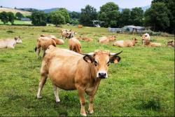 Vaches