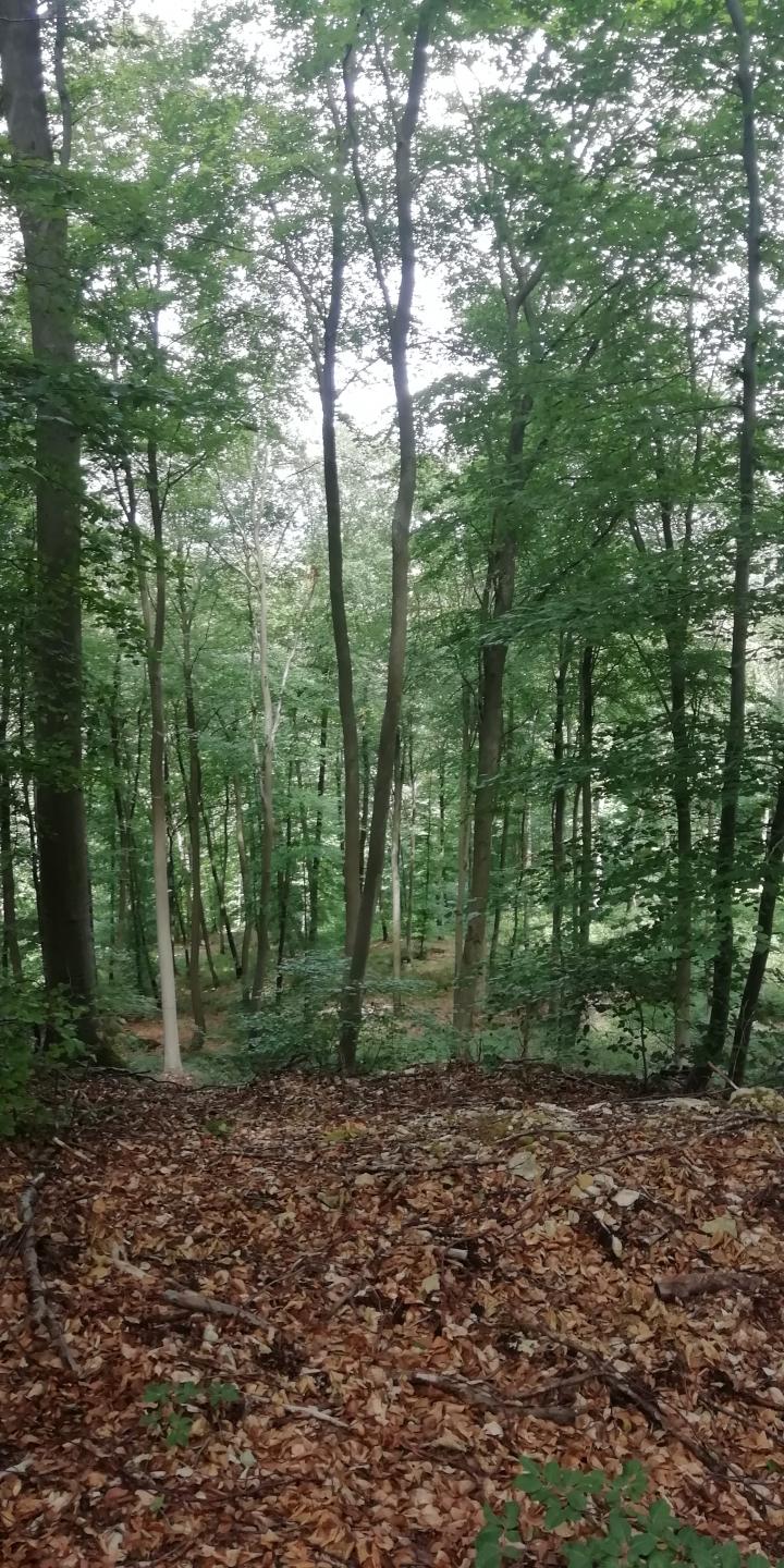 Forêt de Compiègne