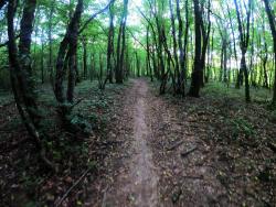 Single dans le Bois de Gessy