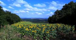 Tournesols
