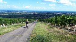Descente sur Viré à travers le vignoble