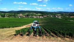 Les Essarts, travail des vignes