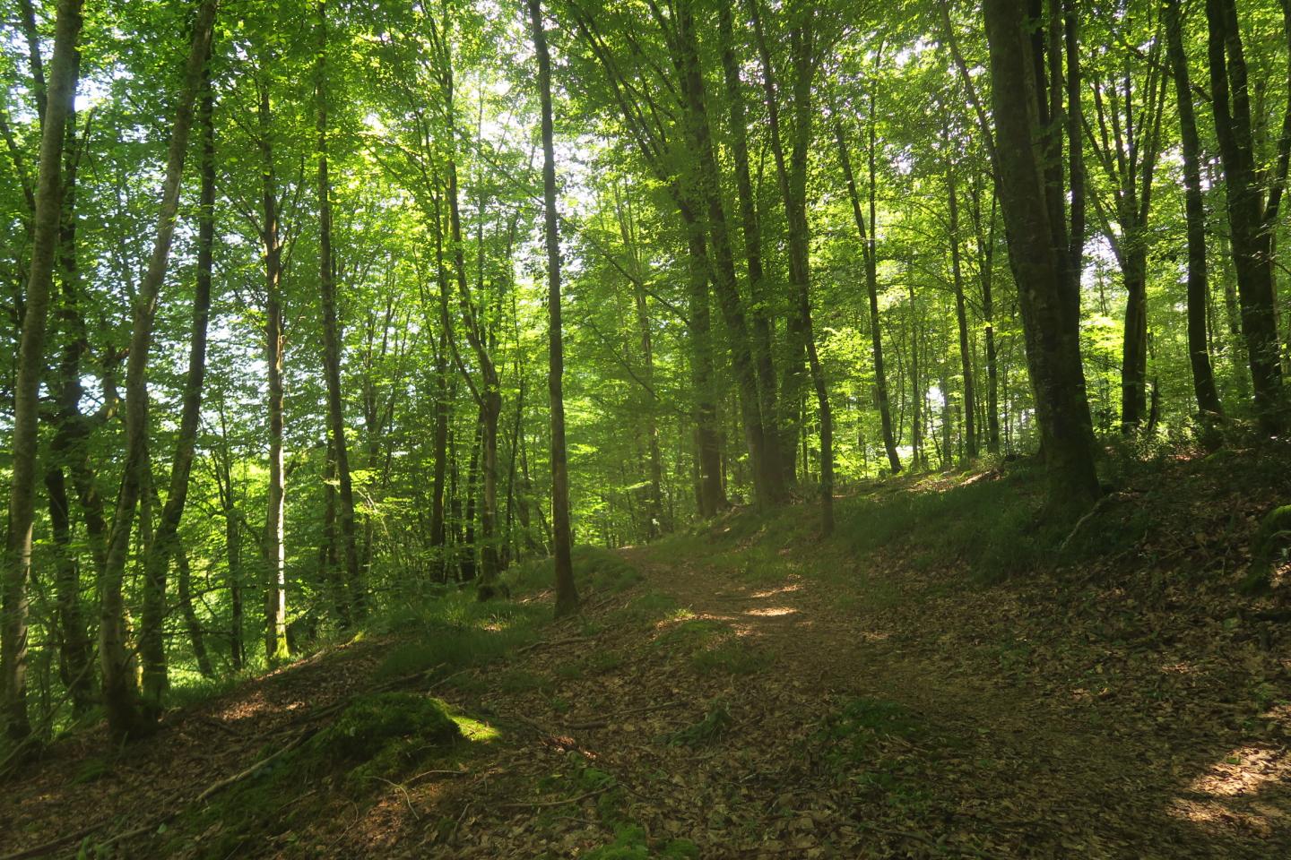Site VTT-FFC des Pyrénées béarnaises - Le Bager