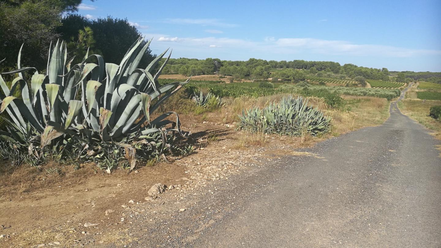 Bessilles -  Circuit N° 4 : Le tour des domaines
