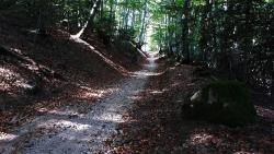 Montée du Bois Goutte Chevalier (pouvant être humide)