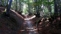 Montée du Bois Goutte Chevalier (pouvant être humide)