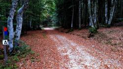 Chemin forestier