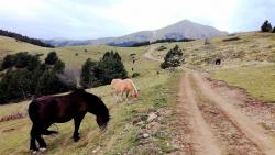 Chevaux en Liberté