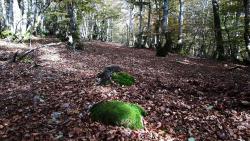 Passage sauvage dans le Bois Tor