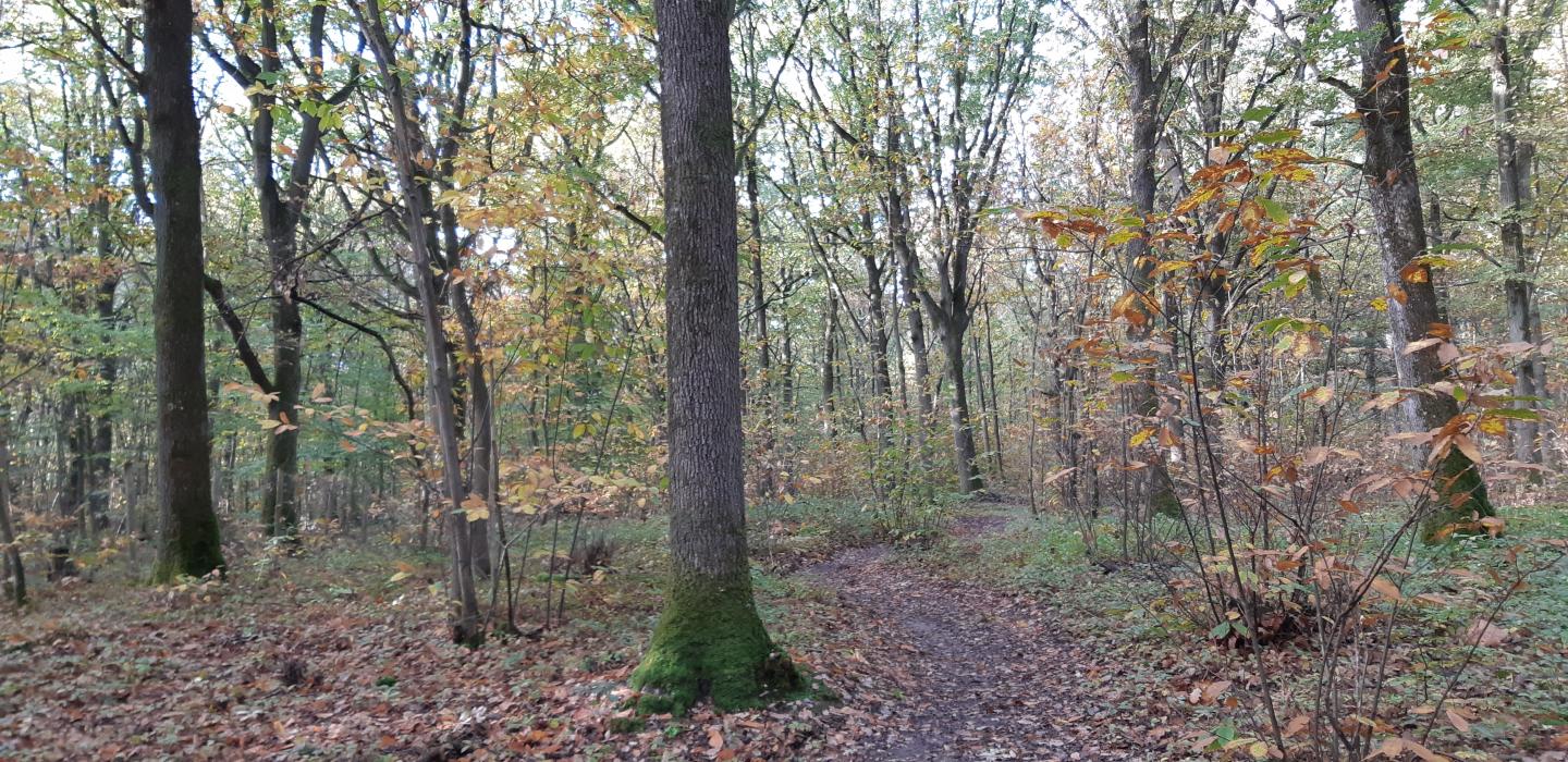 Sur les traces de la rando des Renards 2020