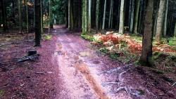 Chemin forestier