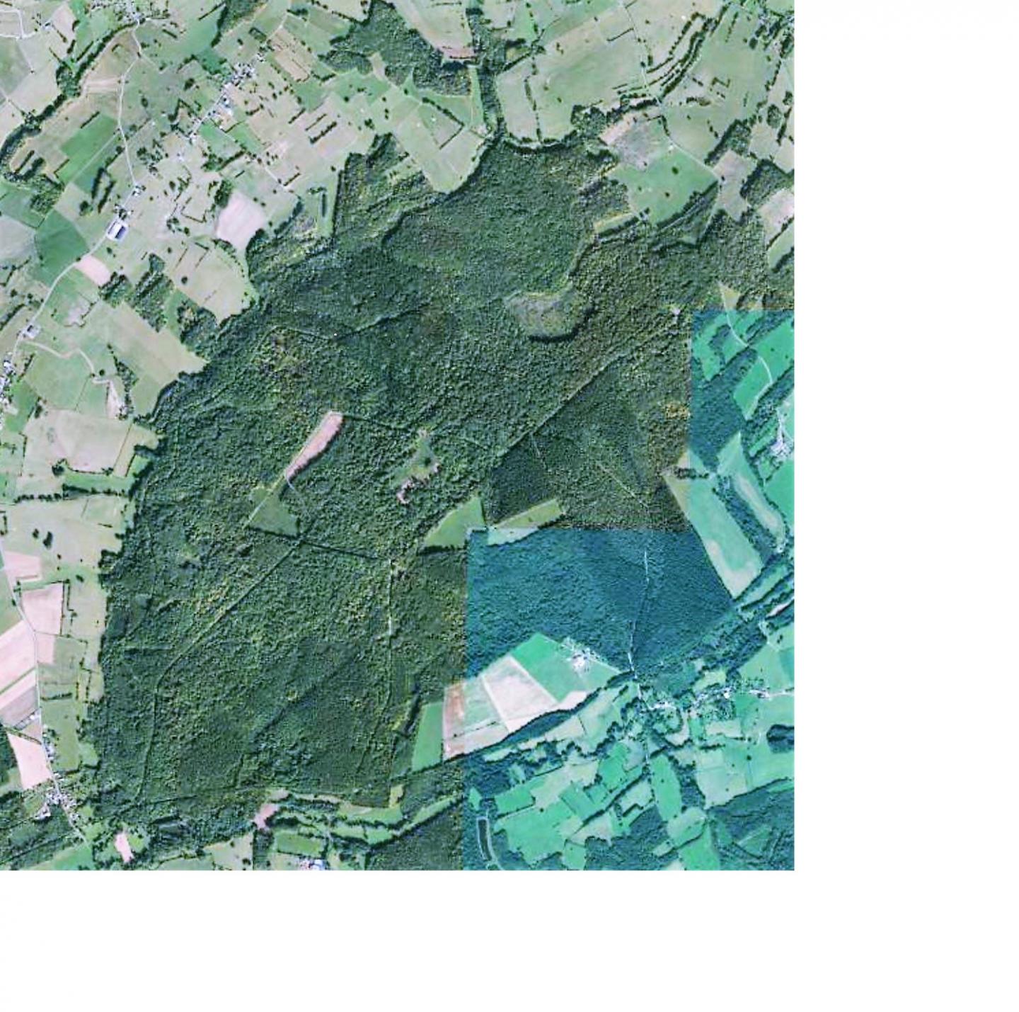 La forêt d'Estremont