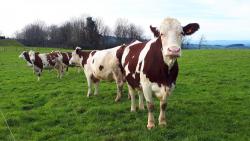 Belles Vaches