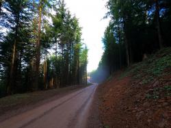 Piste forestière des éoliennes (GR 7)