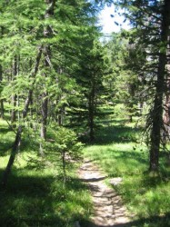 Les passages en forêt augmentent et la qualité du terrain aussi.