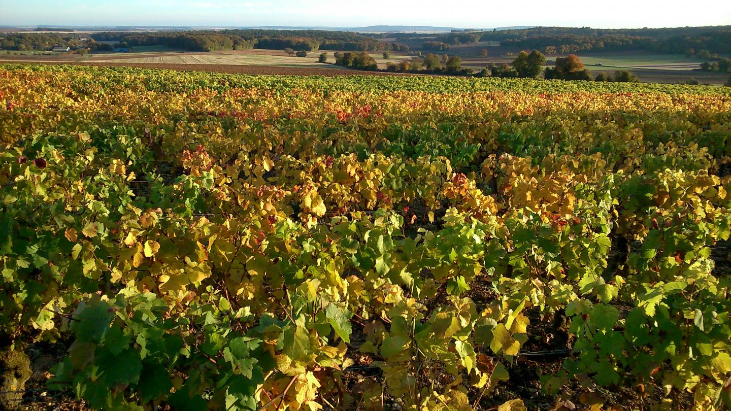 Espace VTT-FFC Entre Bourges, Menetou-Salon, Sancerre - Circuit N°21 : Les Grands Bois et les Usages