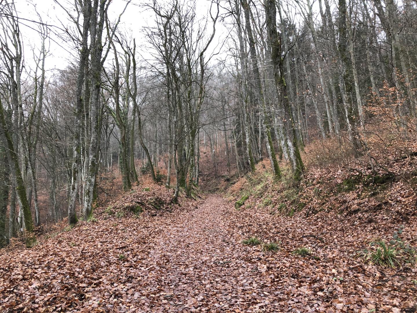 Cernay - Thierenbach par le sentier des Pèlerins et retour vers la voie serpentine