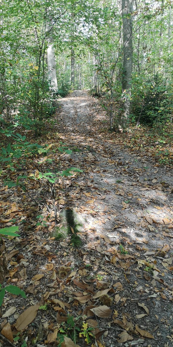 Boulogne - Forêt de Meudon