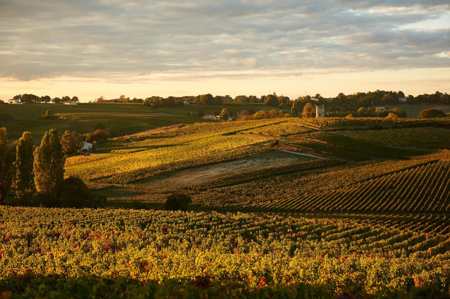 Deux boucles autour de Fronsac