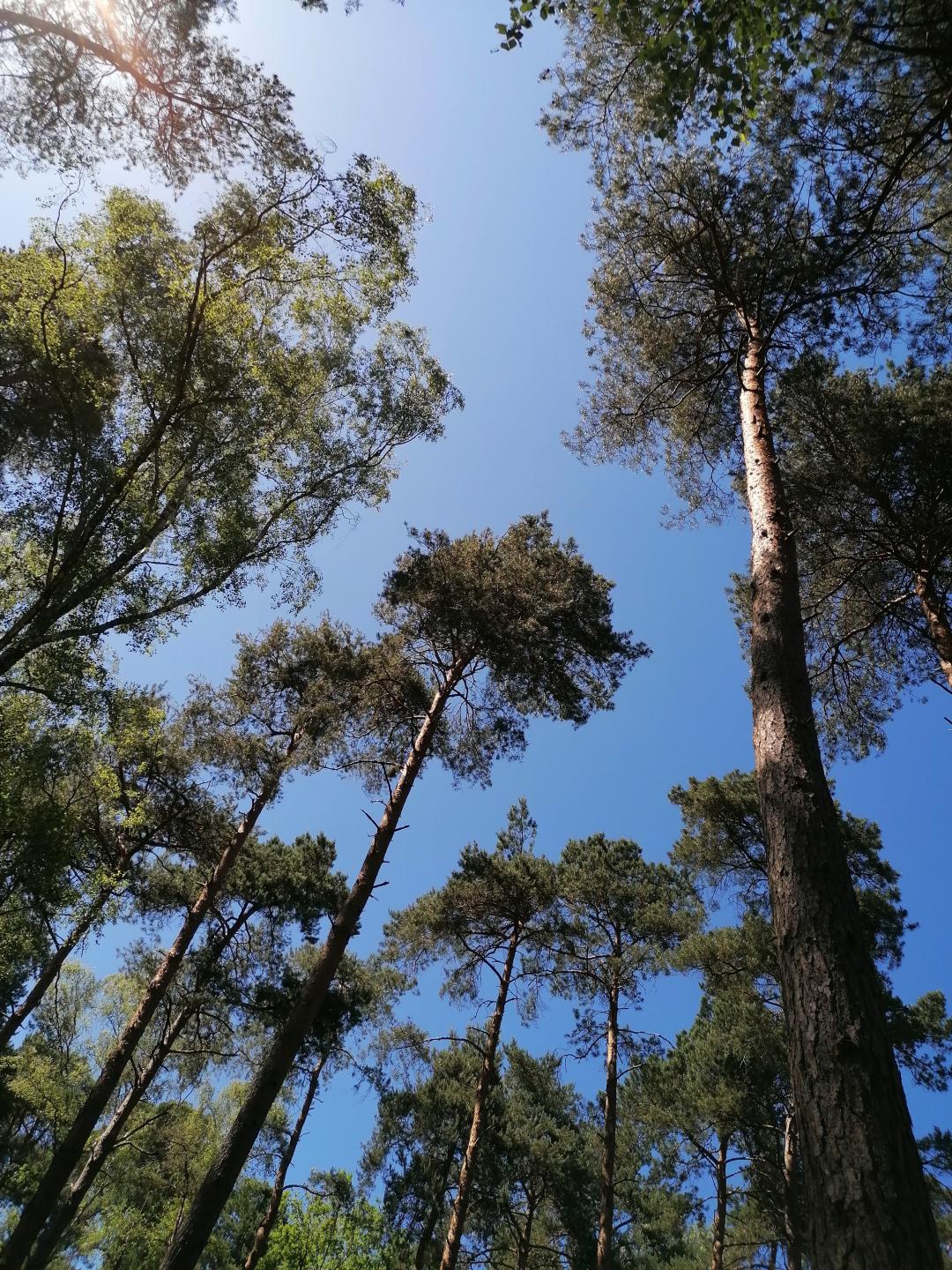 Boucle joueuse en forêt d'Ermenonville