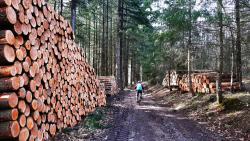 En Forêt de Pardières
