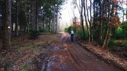Chemin forestier