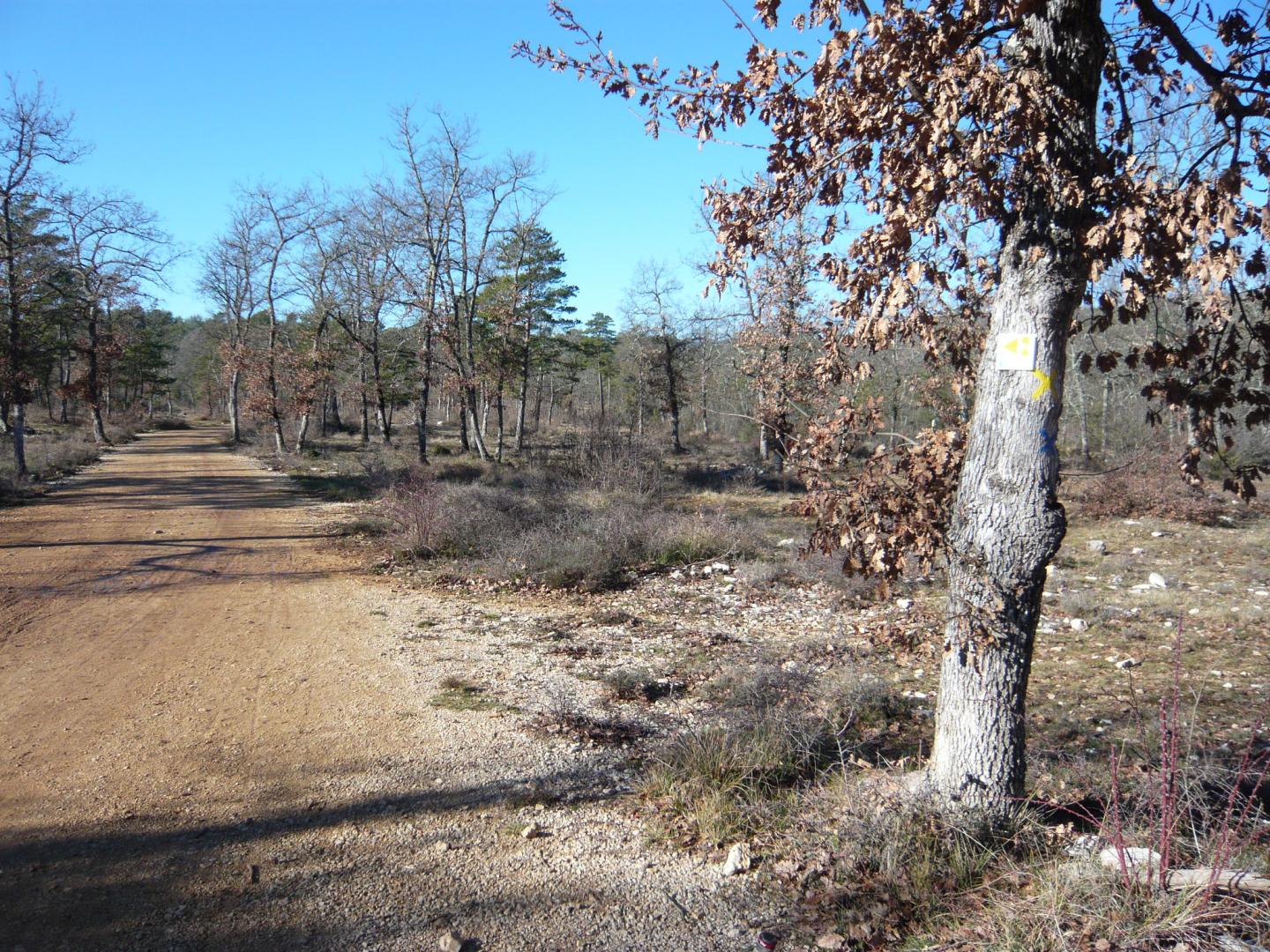 Pays de Fayence - Circuit N° 4 : "Les chênes centenaires"